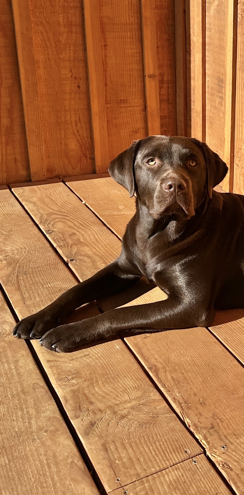 Yuzu, labrador chocolat, couché sur une terrasse en bois au soleil, la tête levée