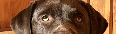 Les yeux de Yuzu, labrador chocolat, qui regardent par-dessus la fiche